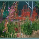 Watsonia borbonica — meriana