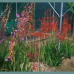 Watsonia borbonica — photo 3