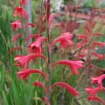 Watsonia borbonica — pyramidalis
