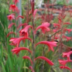 Watsonia borbonica — photo 4