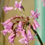 Tulbaghia simmleri