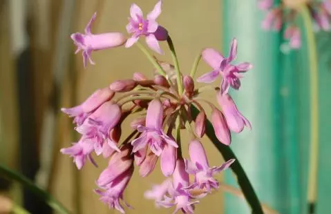 Tulbaghia simmleri