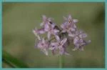 Tulbaghia simmleri — fragrans