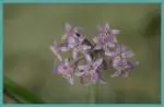 Tulbaghia simmleri — fragrans