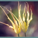 Tulipa acuminata Cornuta Stenopetale