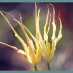 Tulipa acuminata Cornuta Stenopetale