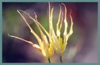 Tulipa acuminata Cornuta Stenopetale