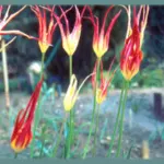 Tulipa acuminata Cornuta Stenopetale — Cornuta Stenopetale