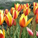 Tulipa clusiana chrysantha forme diniae