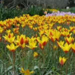 Tulipa clusiana chrysantha forme diniae — Tulipa