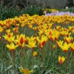 Tulipa clusiana chrysantha forme diniae — Tulipa