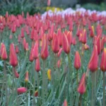 Tulipa clusiana chrysantha forme diniae — chrysantha