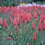 Tulipa clusiana chrysantha forme diniae — chrysantha