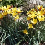 Tulipa clusiana chrysantha forme diniae — clusiana