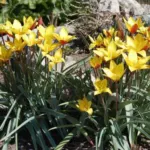 Tulipa clusiana chrysantha forme diniae — clusiana