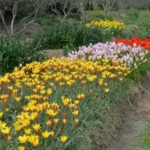 Tulipa clusiana chrysantha forme diniae — tulipe