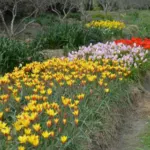 Tulipa clusiana chrysantha forme diniae — tulipe