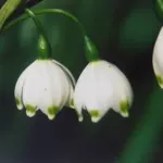 Leucojum aestivum ‘Gravetye Giant’ (/100)