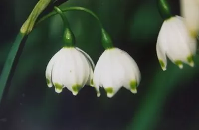 Leucojum aestivum ‘Gravetye Giant’ (/100)
