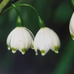 Leucojum aestivum &lsquo;Gravetye Giant&rsquo; (/100)