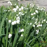 Leucojum aestivum ‘Gravetye Giant’ (/100) — Leucojum