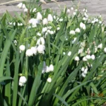 Leucojum aestivum &lsquo;Gravetye Giant&rsquo; (/100) — photo 2