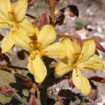 Wachendorfia paniculata