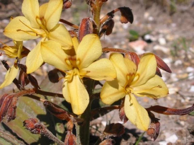 Wachendorfia paniculata