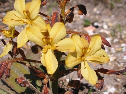Wachendorfia paniculata
