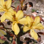 Wachendorfia paniculata