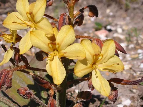 Wachendorfia paniculata