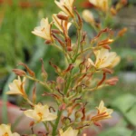 Wachendorfia paniculata — Wachendorfia