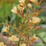 Wachendorfia paniculata — Wachendorfia