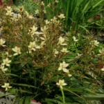 Wachendorfia paniculata — paniculata