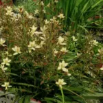 Wachendorfia paniculata — paniculata