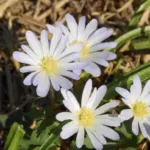 Anemone blanda White Splendour