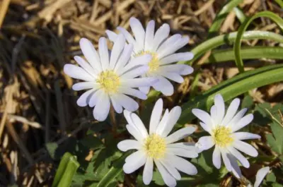 Anemone blanda White Splendour