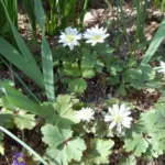 Anemone blanda White Splendour — photo 2