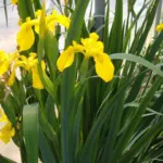 Iris pseudacorus