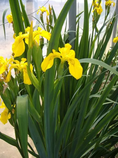 Iris pseudacorus