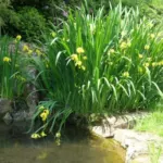 Iris pseudacorus — pseudacorus