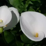 Zantedeschia aethiopica