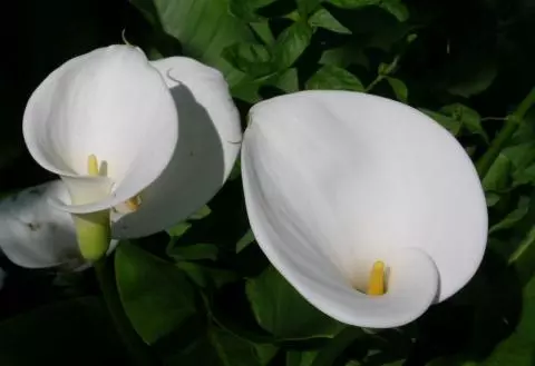 Zantedeschia aethiopica