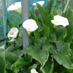 Zantedeschia aethiopica — photo 2