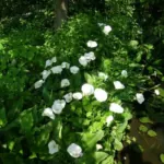Zantedeschia aethiopica — photo 3