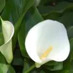 Zantedeschia aethiopica — photo 4