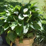 Zantedeschia aethiopica — photo 5