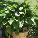 Zantedeschia aethiopica — photo 5