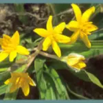 Hypoxis hemerocallidea