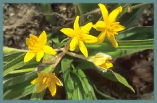 Hypoxis hemerocallidea